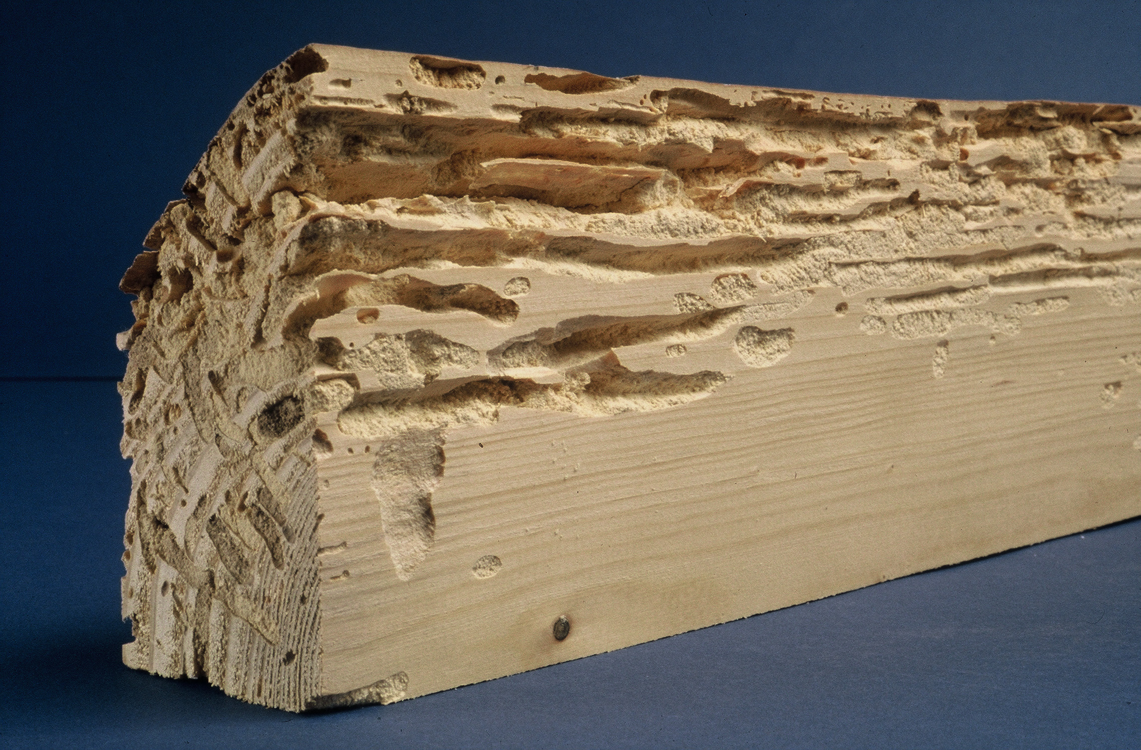 Traitement de charpente, bois à Caen